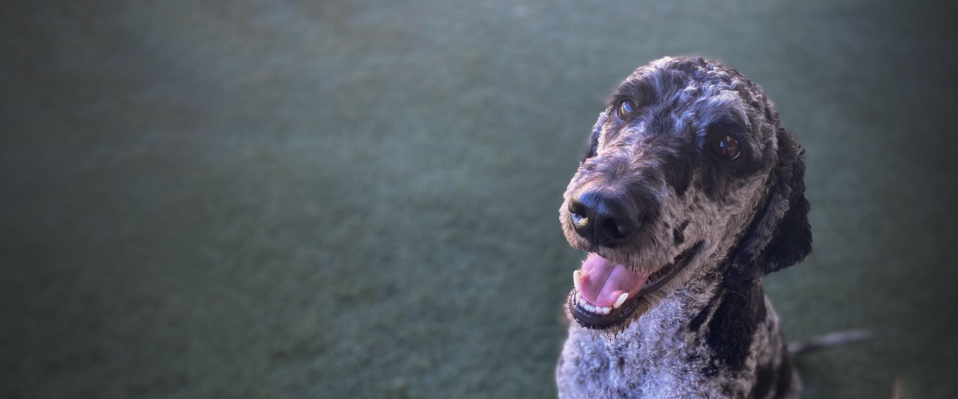 smiling big dog looking at the camera at holiday pet hotel