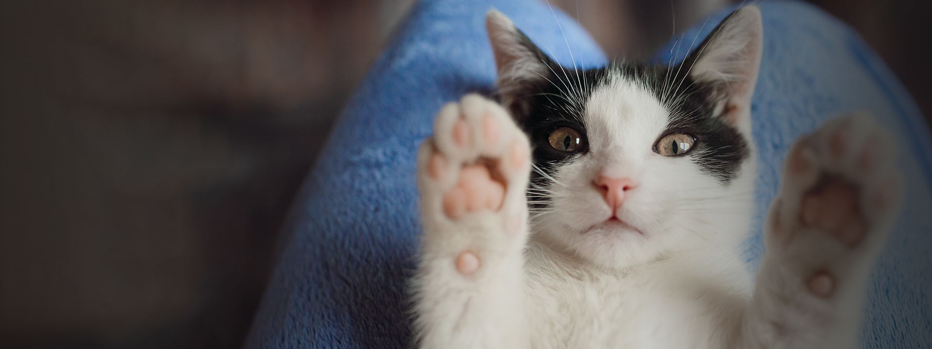 black and white cat laying on owner's lap