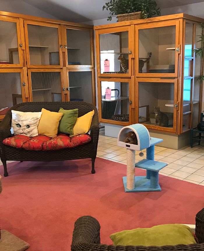 holiday pet hotel cat rooms