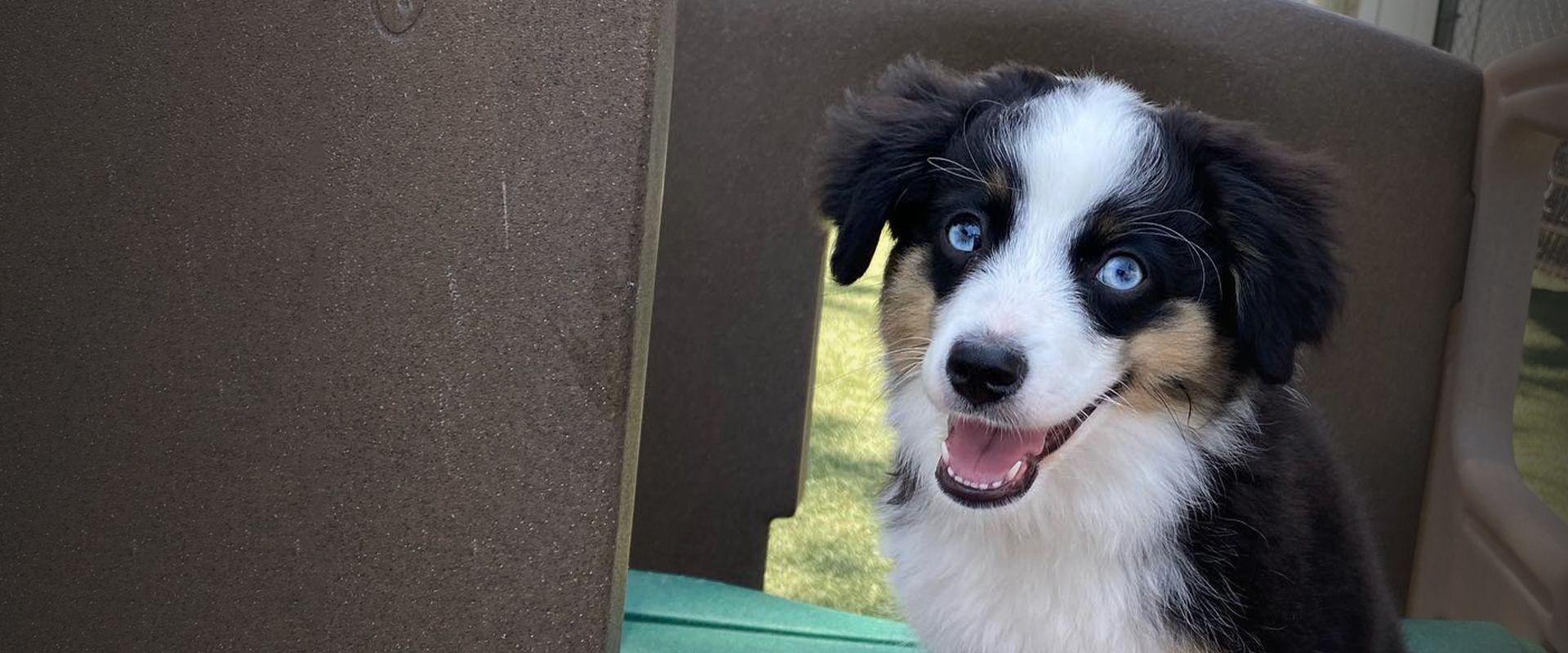 happy border collie puppy at holiday pet hotel