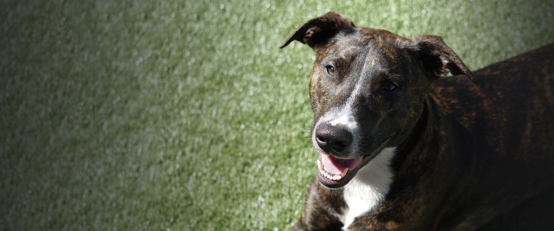 smiling big dog looking at the camera lying on green grass at holiday pet hotel