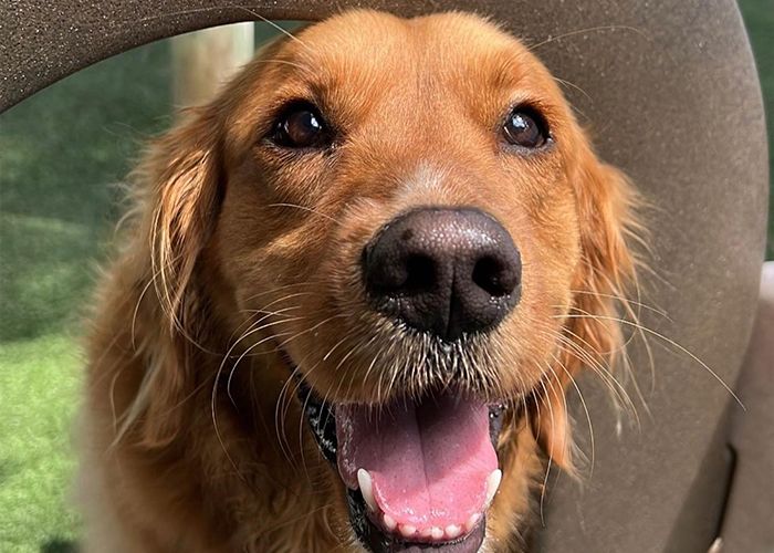 smiling furry dog at holiday pet hotel