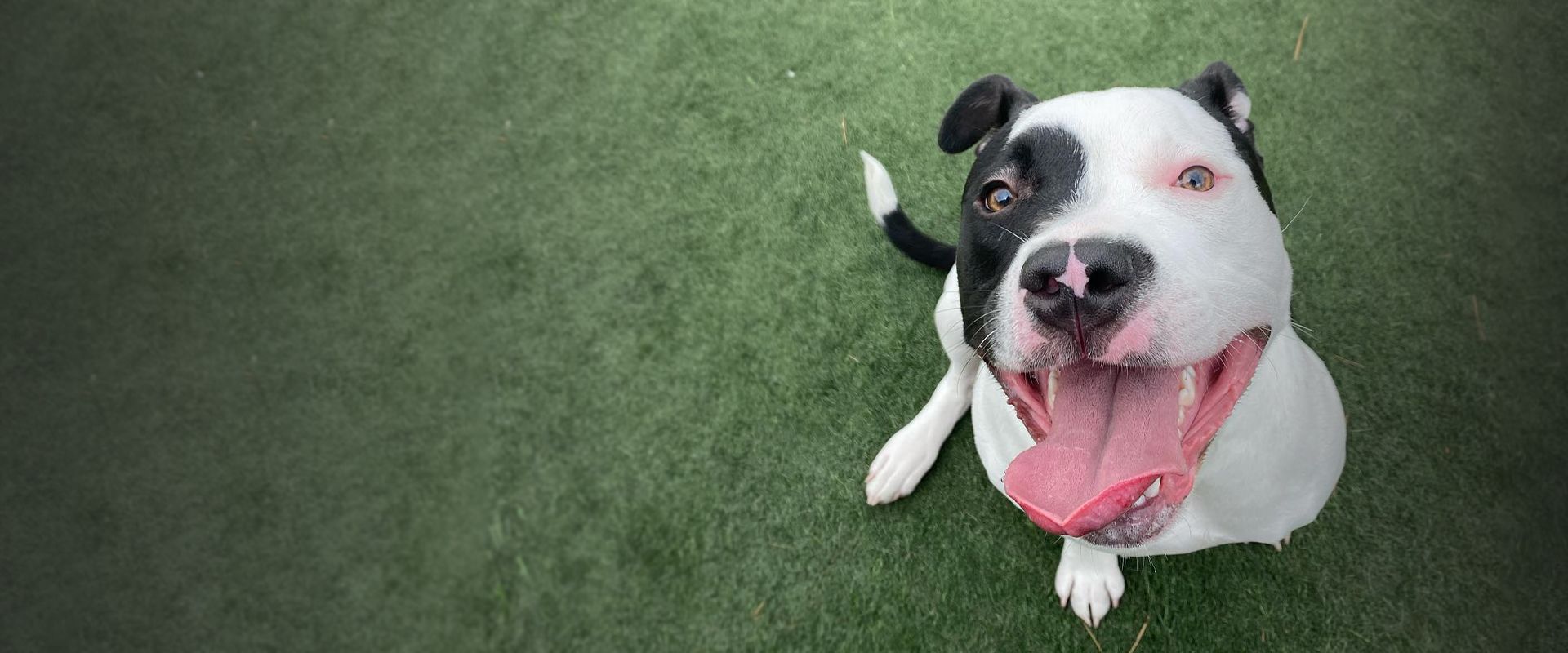 happy pitbull dog at holiday pet hotel daycare