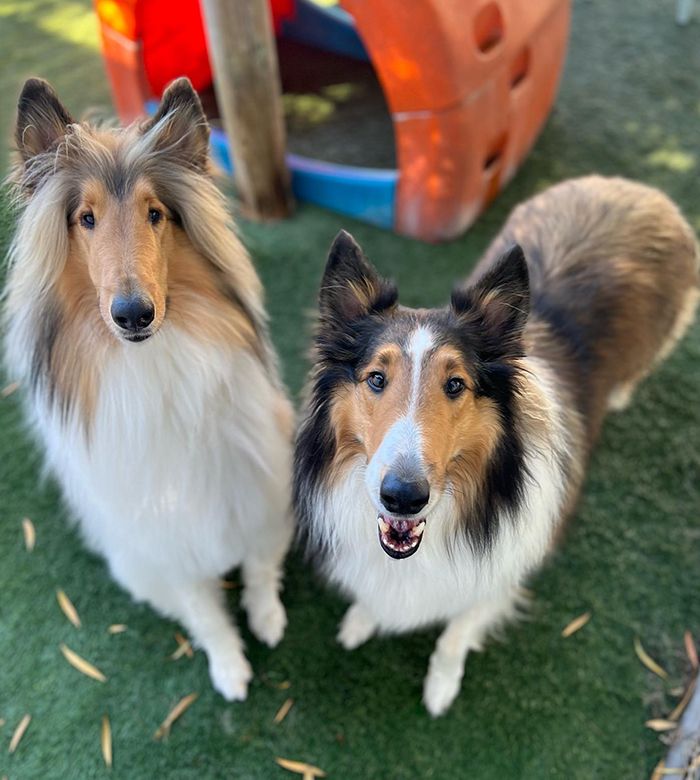 two beautiful furry dogs at holiday pet hotel daycare