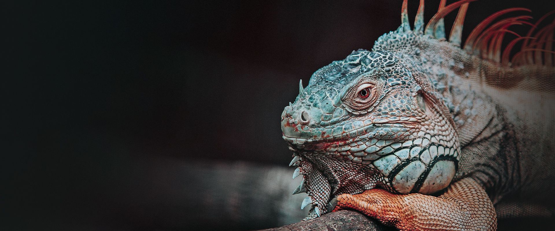 iguana on a stick looking at the camera