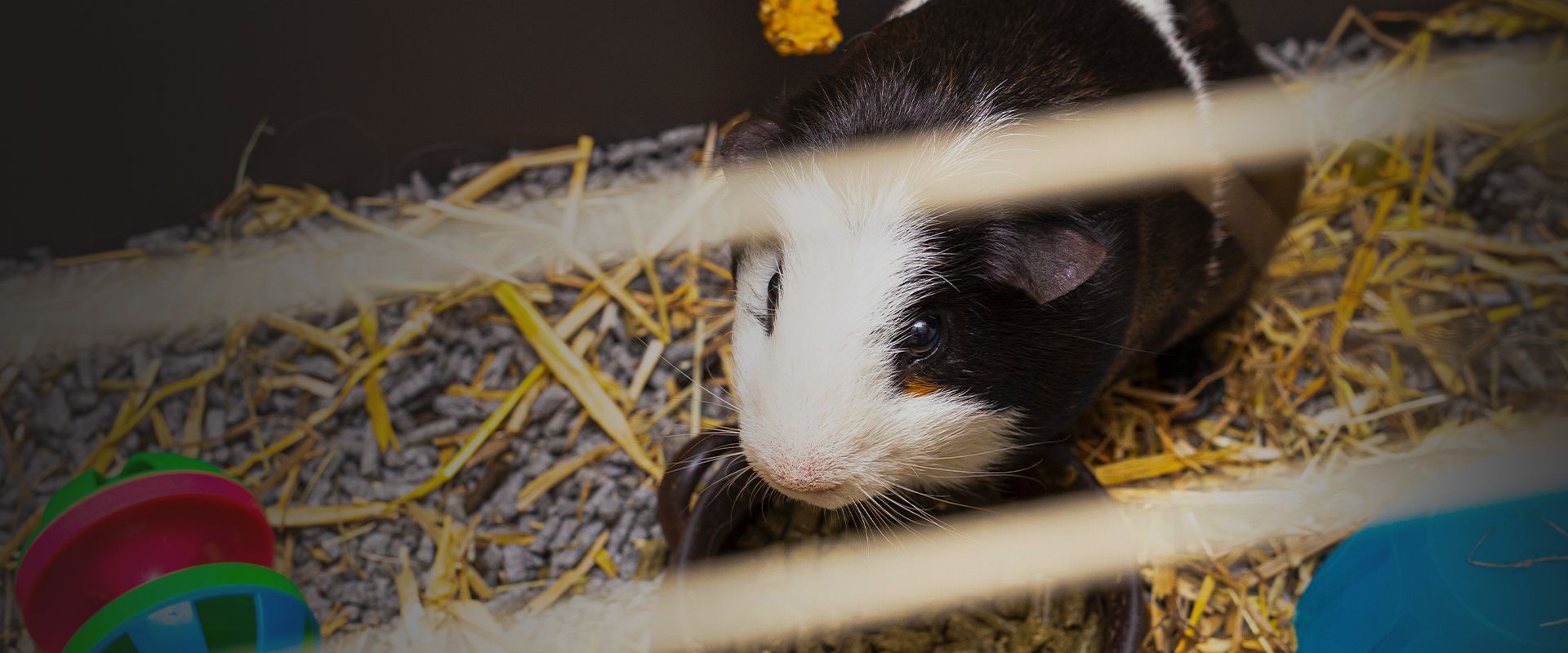 guinea pig in a cage