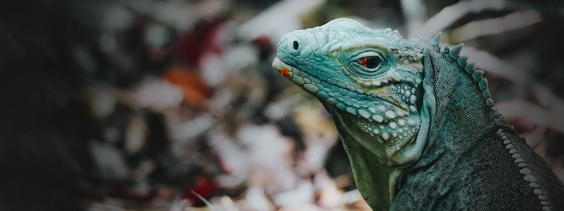 iguana looking at the camera
