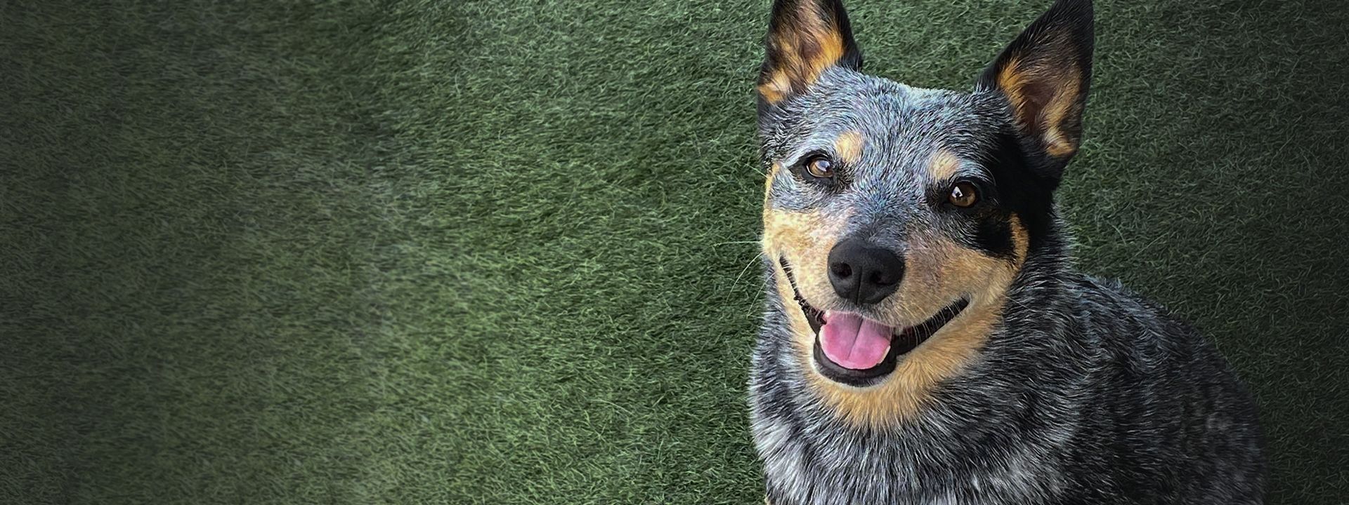 smiling dog at holiday pet hotel
